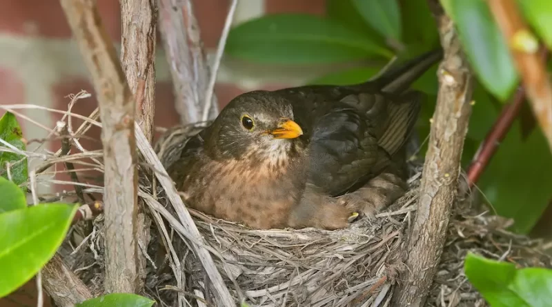 8 Tips on How to Prevent Birds From Nesting Again