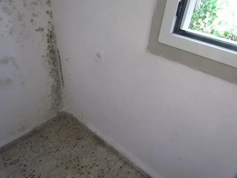 Ways to Prevent Mold and Keep Your Home Dry