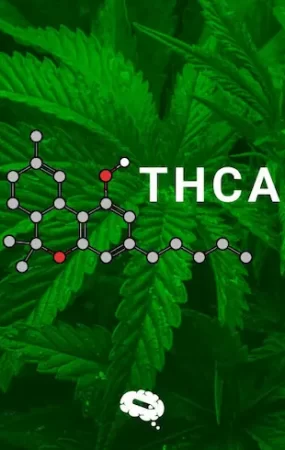 Exploring the Benefits of THCA The Raw Cannabinoid