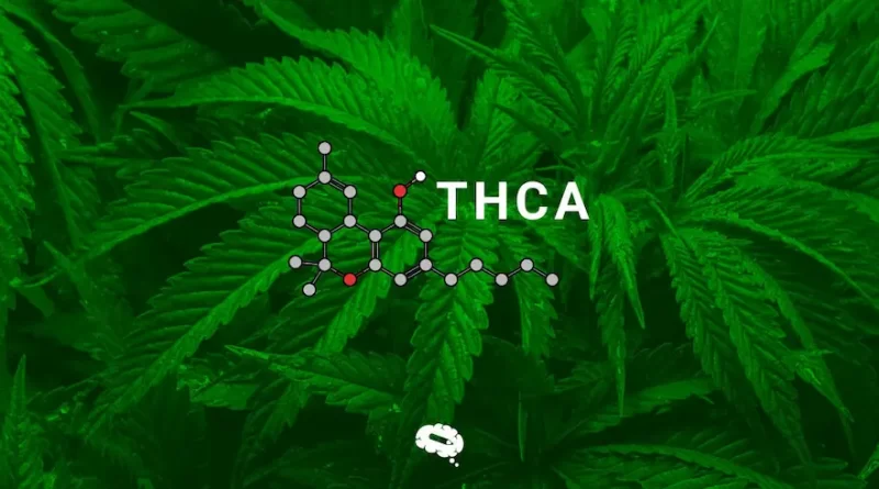 Exploring the Benefits of THCA The Raw Cannabinoid