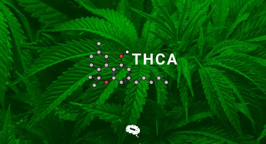 Exploring the Benefits of THCA The Raw Cannabinoid