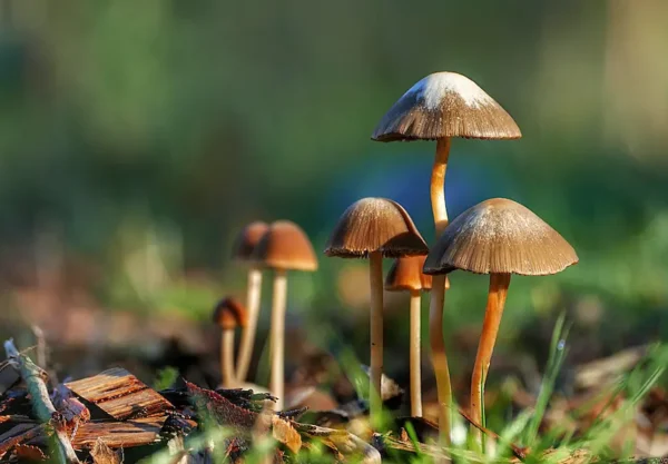 Mushrooms and Modern Wellness