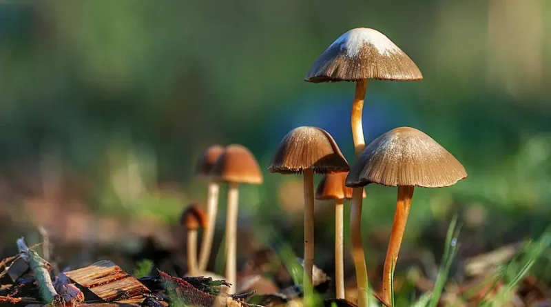 Mushrooms and Modern Wellness