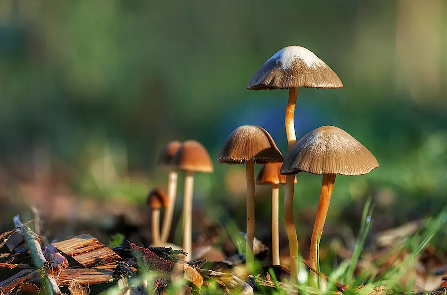 Mushrooms and Modern Wellness